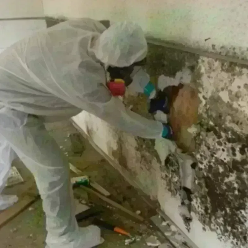 Mold Remediation and Removal in Spartanburg County, SC